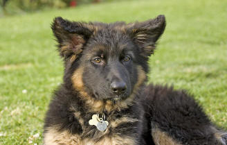 Cuba puppy. Breeze and Lugar's son. Now loved by John and Karen Loring. www.orchardphotographic.com